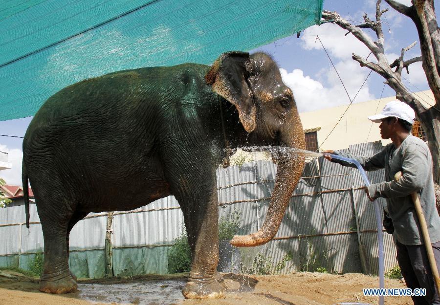 Voi noi tieng o Campuchia ‘nghi huu’ sau 34 nam lao dong hinh anh