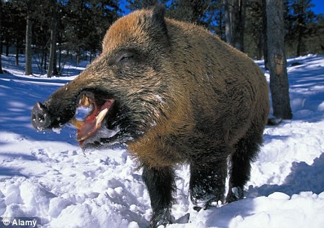 Cac vu lon rung can nguoi gay hoang mang hinh anh