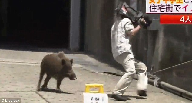 Lon rung tan cong tay may ngay tren duong pho Nhat Ban hinh anh