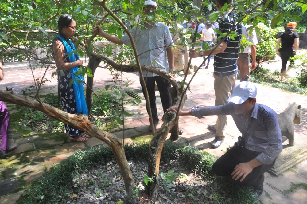 Cay oi 'cu gai la cuoi' doc nhat vo nhi o Viet Nam hinh anh