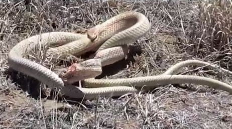 Ran cuon than nhu lo xo de diet doi thu hinh anh