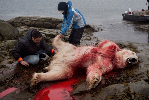 Thu san gau Bac cuc tai Canada hinh anh