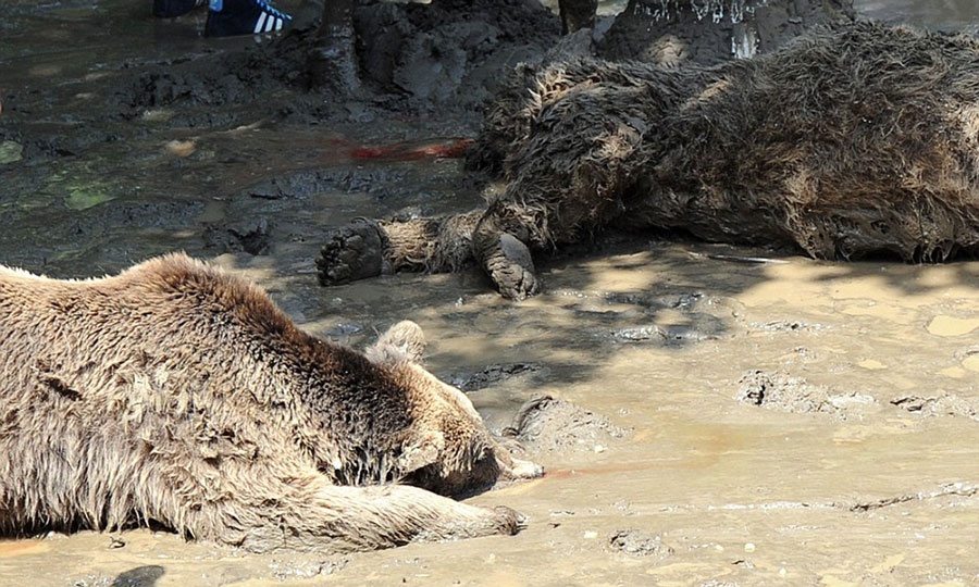 Xac thu du la liet o thu do Gruzia sau lu quet hinh anh