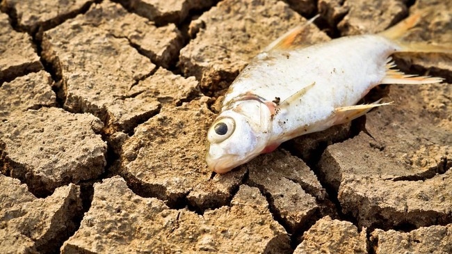 Trai dat buoc vao thoi ky tuyet chung moi hinh anh