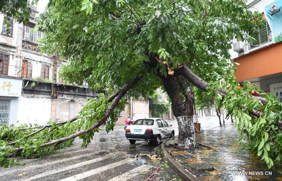 Bao Linfa gay lo dat, do cay o Trung Quoc hinh anh