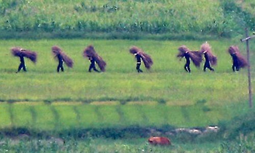 Linh Trieu Tien lam ruong sau cang thang hinh anh