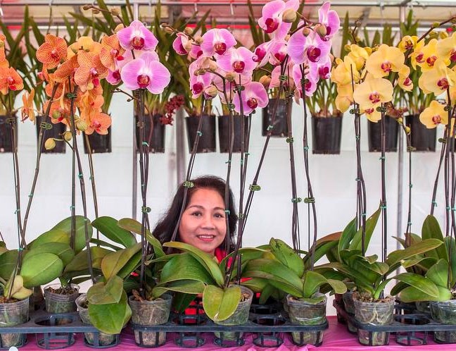 Nguoi Viet xa que ke chuyen mua sam Tet hinh anh