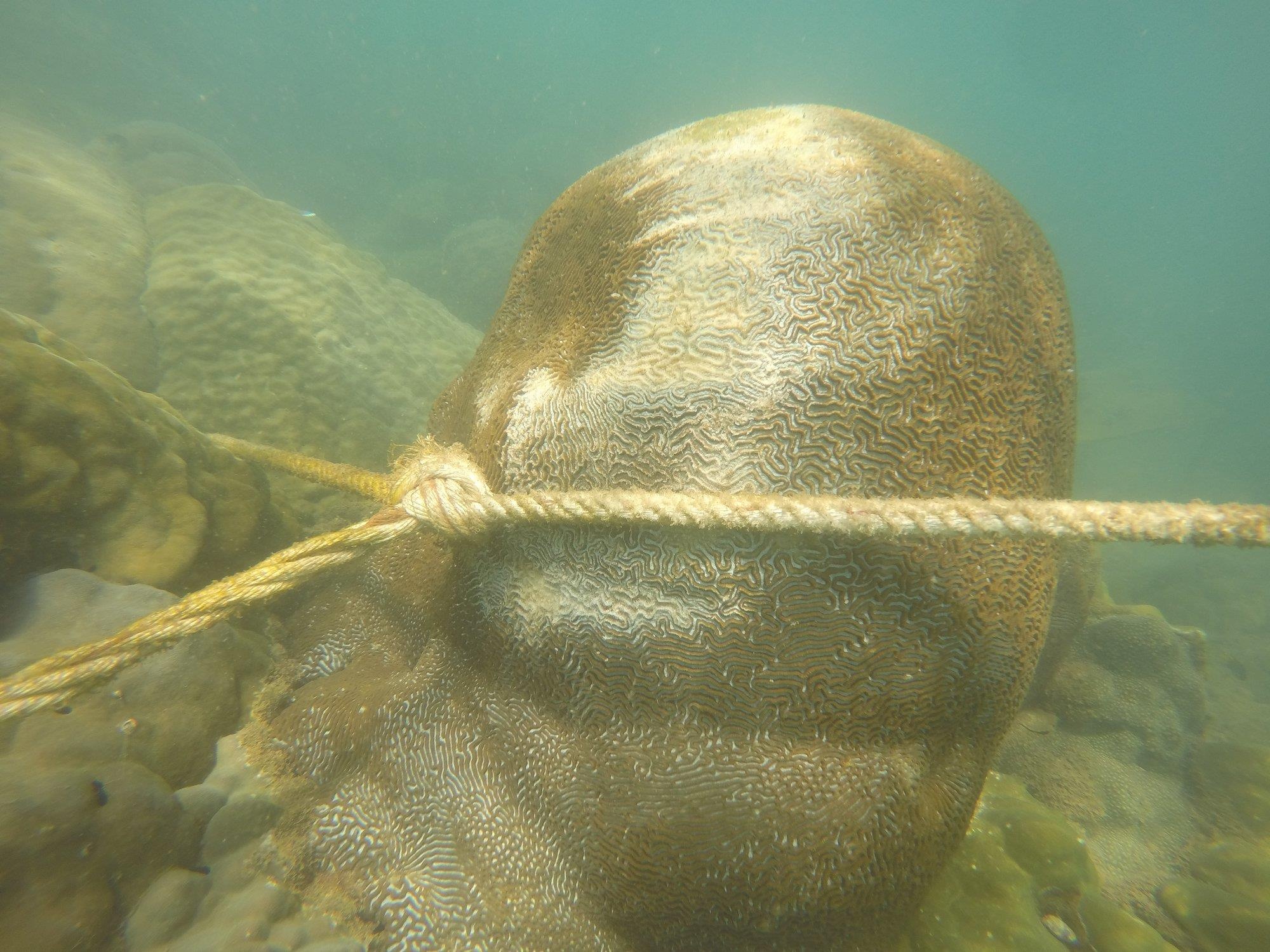 Cuoc dua ky thu tranh cai anh 2