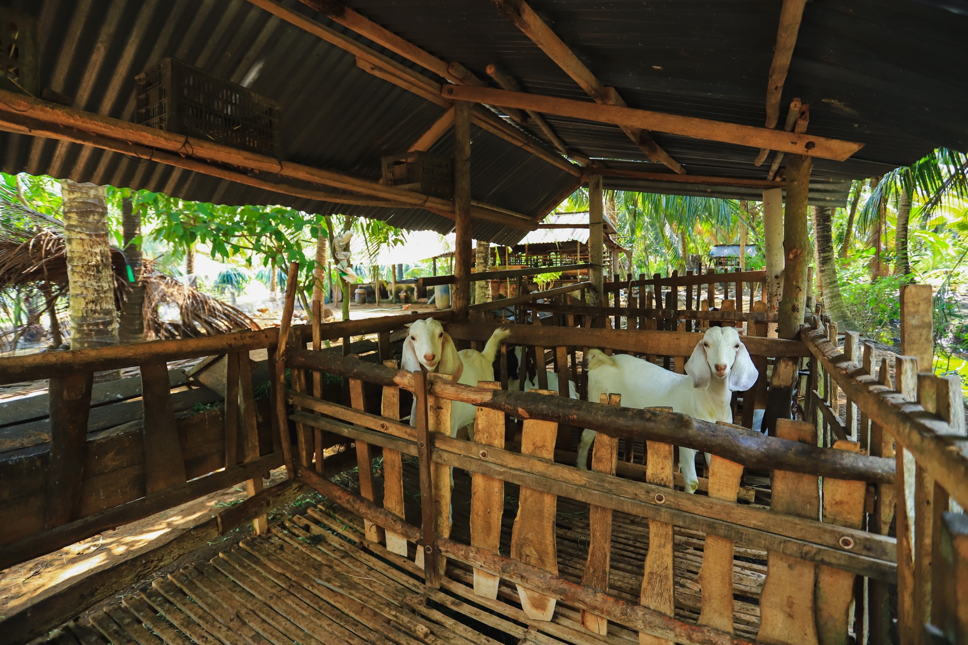 Nha cua Jack o ben tre anh 7