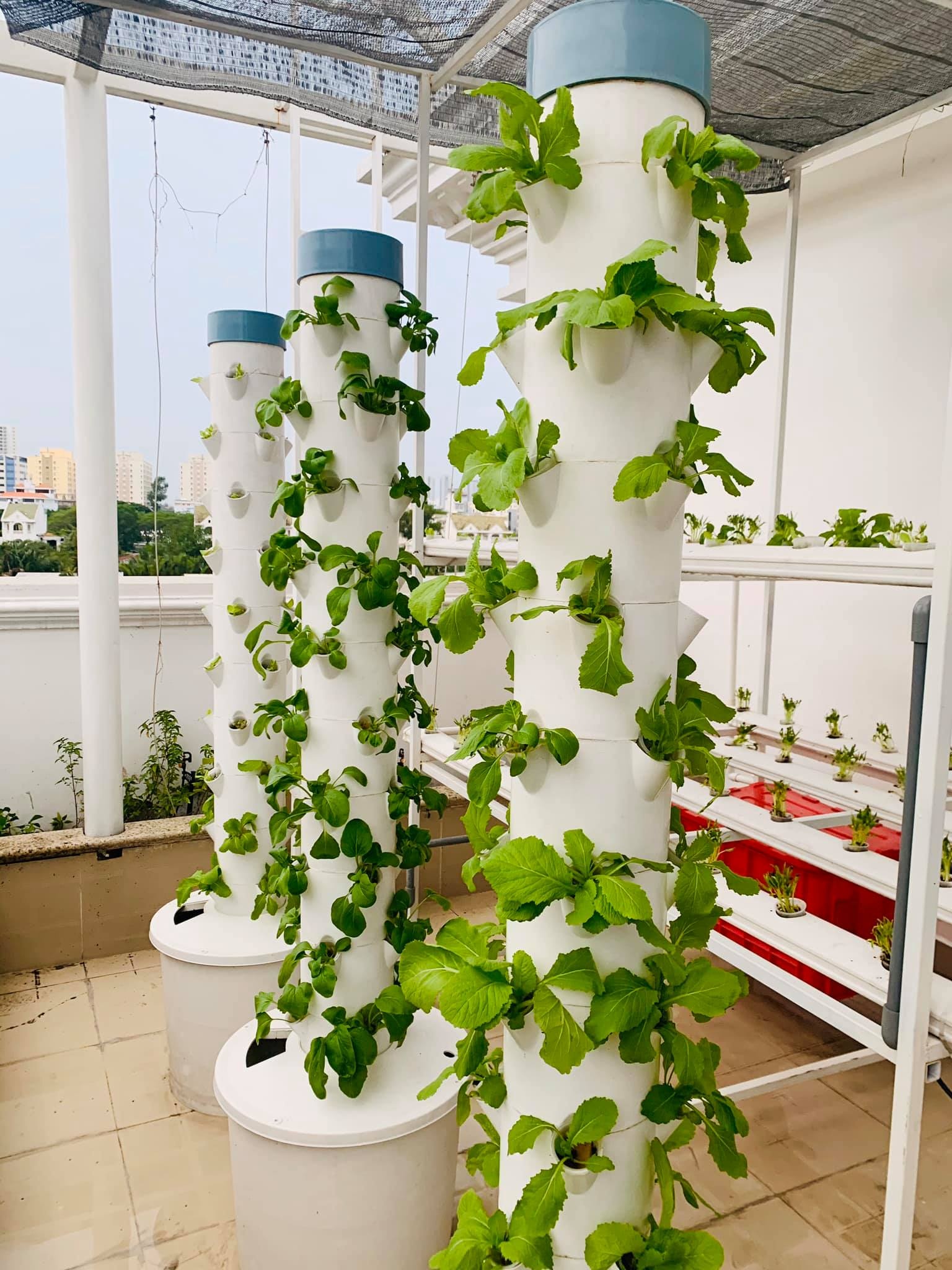 Vườn rau của đại nghĩa ảnh 1 Vuon rau cua dai nghia anh 1