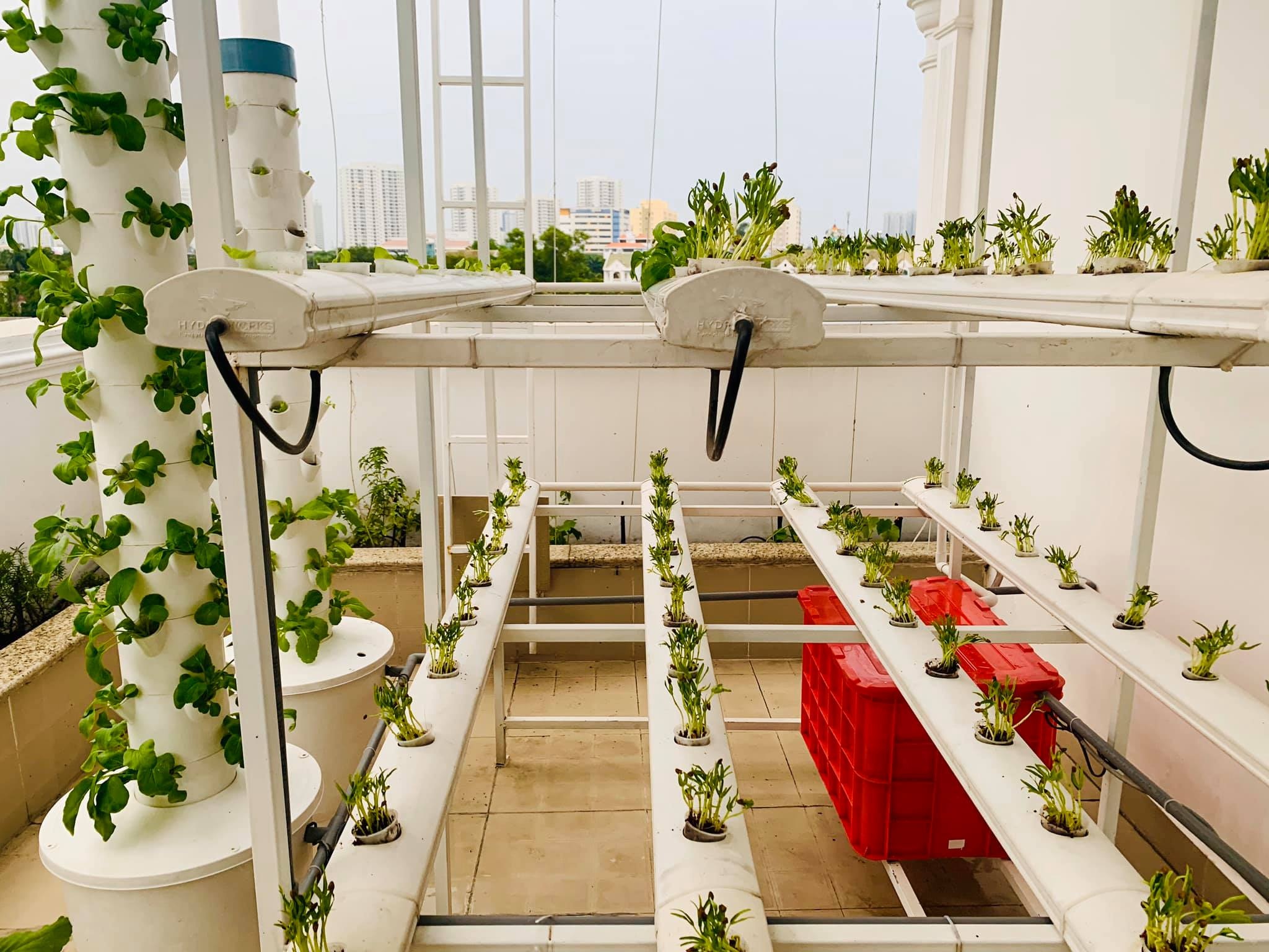 Vườn rau của đại nghĩa ảnh 2 Vuon rau cua dai nghia anh 2