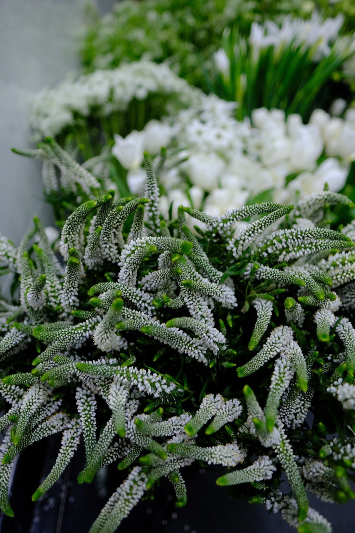 hôn lễ Ngô Thanh Vân, Huy Trần ảnh 4 hon le Ngo Thanh Van, Huy Tran anh 4