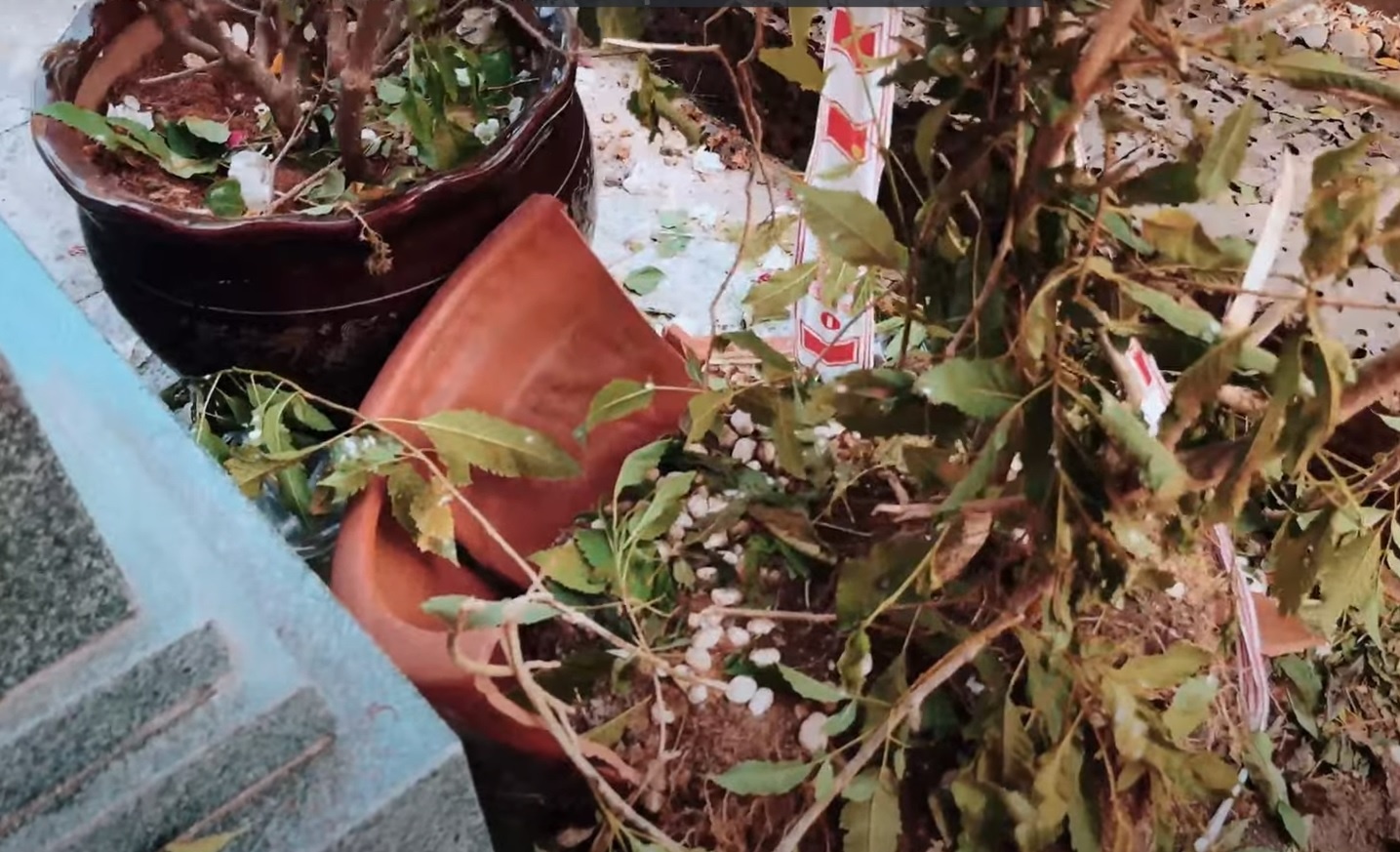 tang le Vu Linh anh 2