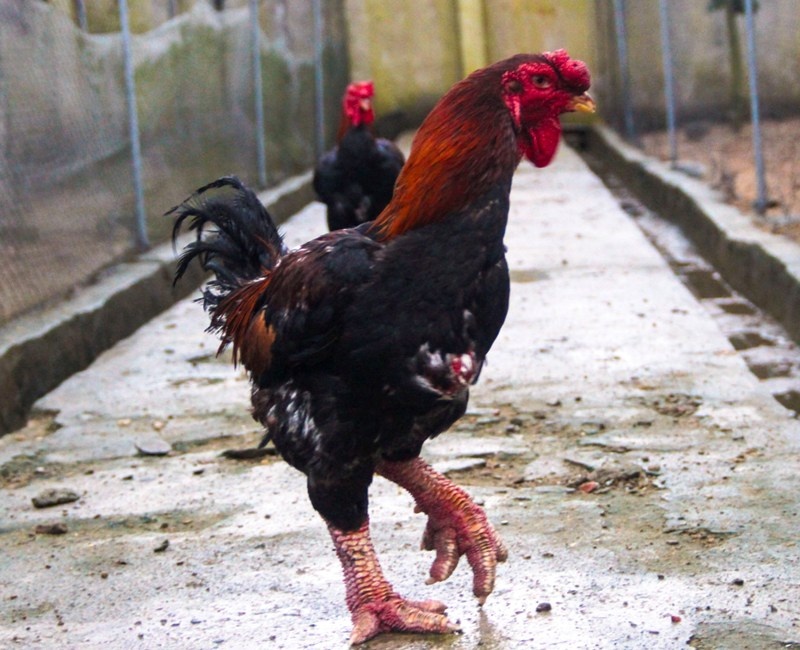 Ga 'chan khung' bac trieu dat hang dip Tet hinh anh