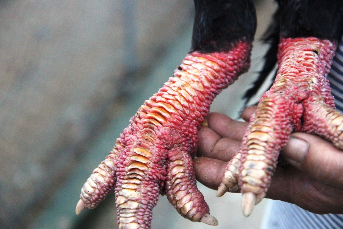 ga chan khung,  Dong Tao,  Ha Tinh,  bac trieu,  tien vua,  Tet,  chay hang anh 3