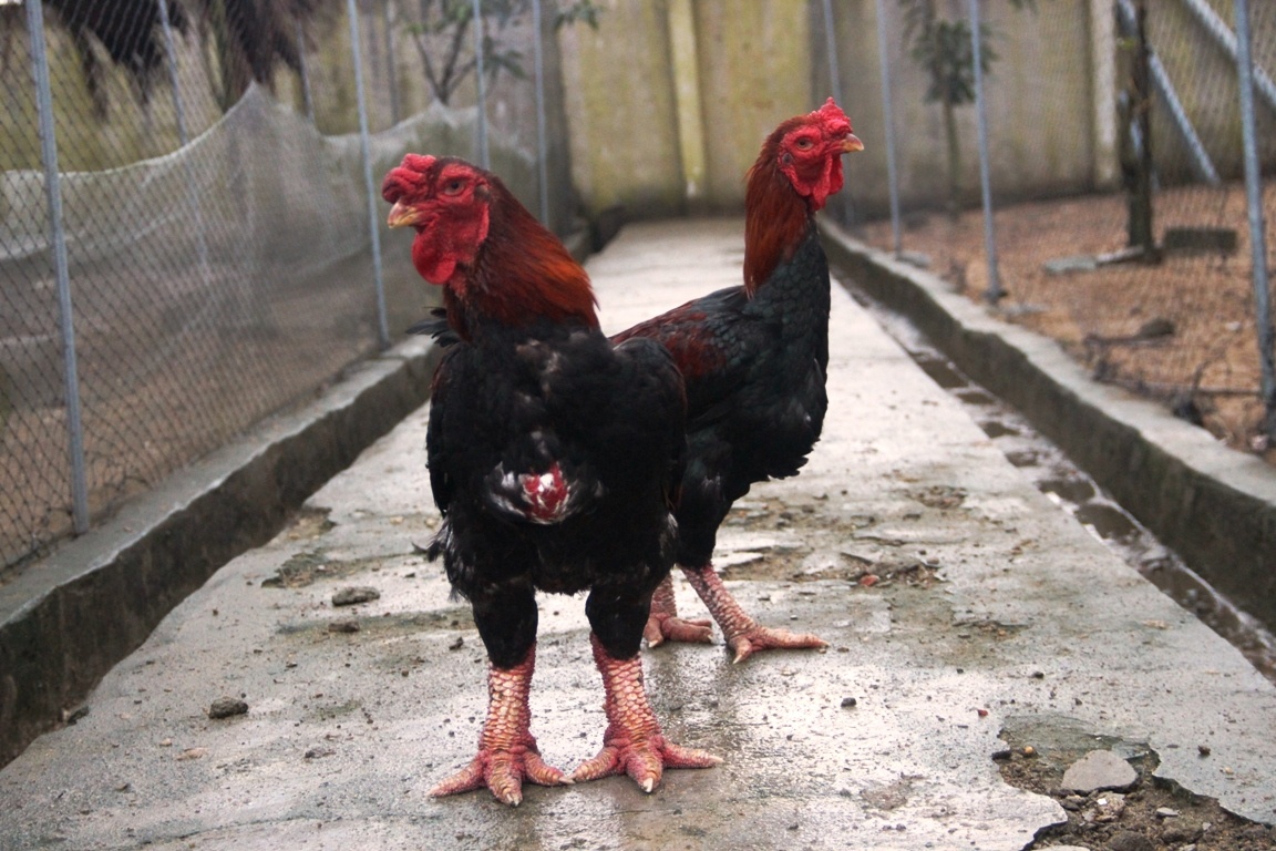 ga chan khung,  Dong Tao,  Ha Tinh,  bac trieu,  tien vua,  Tet,  chay hang anh 2