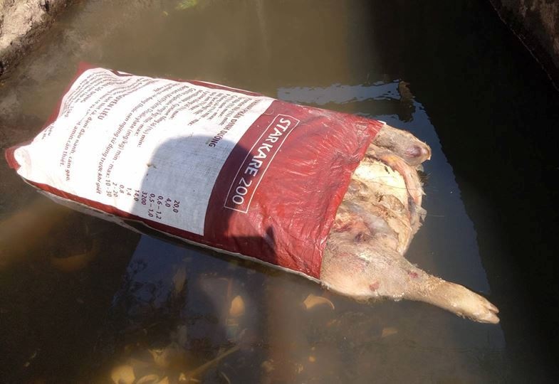 xac lon chet o Ha Tinh anh 2