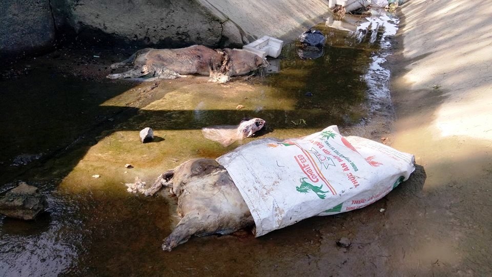 40 xac lon chet troi doc kenh o Ha Tinh hinh anh