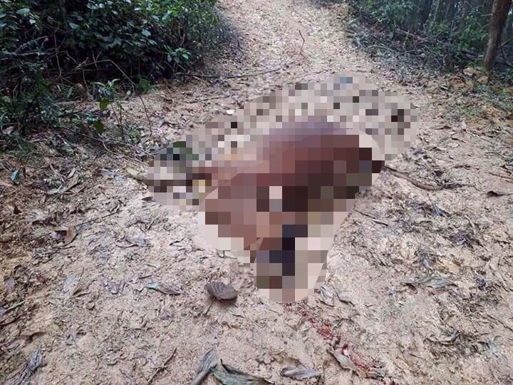 Dieu tra vu 8 con bo chet bat thuong trong rung hinh anh