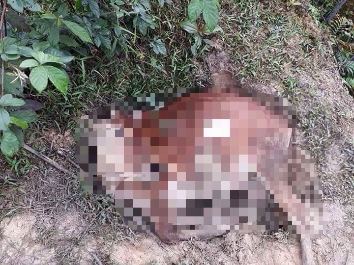 bo chet bat thuong trong rung,  8 con bo chet bat thuong o Huong Khe,  chua ro nguyen nhan,  dieu tra vu viec,  Ha Tinh anh 1