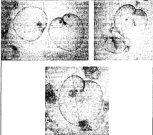 Vệt nước đỏ ở vùng biển Kỳ Anh ảnh 2 Vet nuoc do o vung bien Ky Anh anh 2