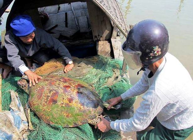 Con rua nang gan 50 kg mac luoi ngu dan Ha Tinh hinh anh