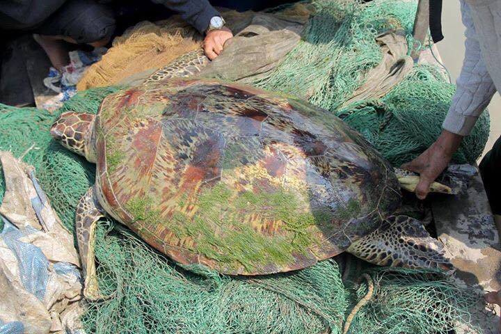 Ngu dan bat duoc rua 'khung' tren song Lam hinh anh