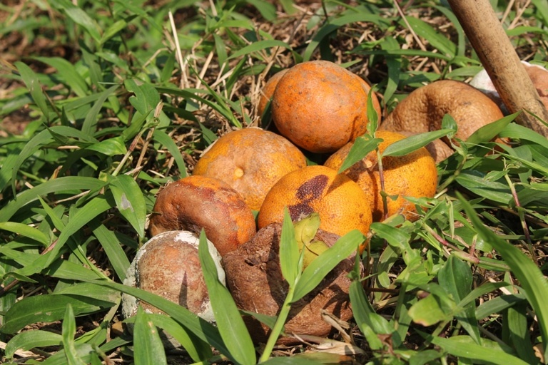 cam bu Huong Son rung,  cam bu rot gia,  nguoi dan that thu hang tram trieu,  Ha Tinh anh 2