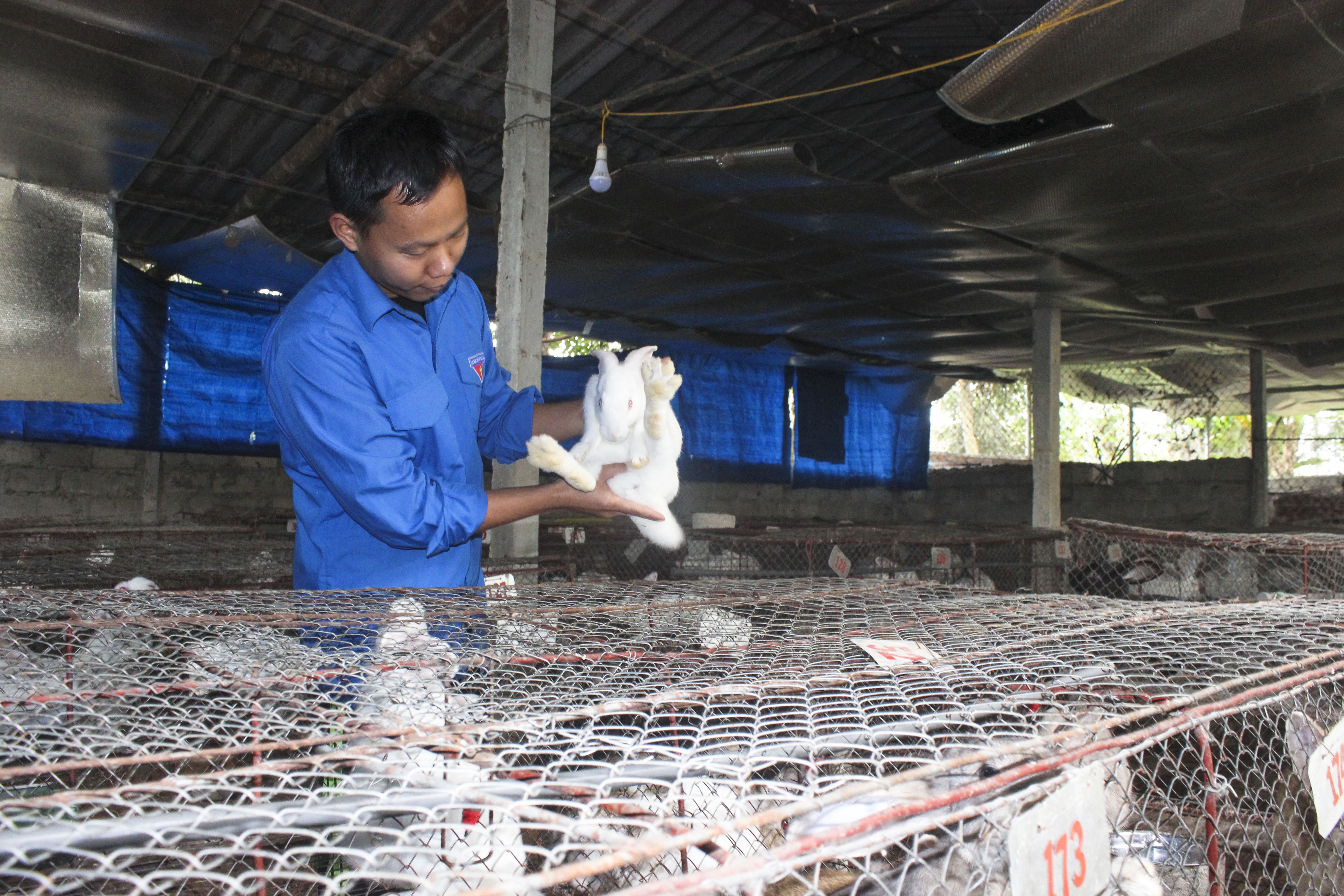 chàng cử nhân nuôi thỏ ảnh 1 chang cu nhan nuoi tho anh 1