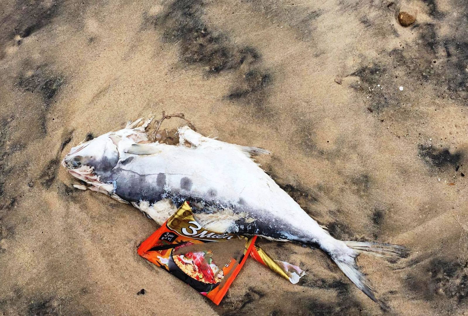 cá chết ở bờ biển Hà Tĩnh ảnh 1 ca chet o bo bien Ha Tinh anh 1