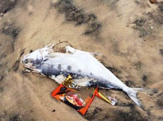 Xuat hien ca chet troi dat vao vung bien Ha Tinh hinh anh