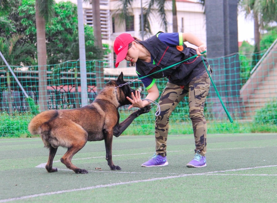 trại chó bảo vệ của võ sư karatedo  ảnh 8 trai cho bao ve cua vo su karatedo anh 8