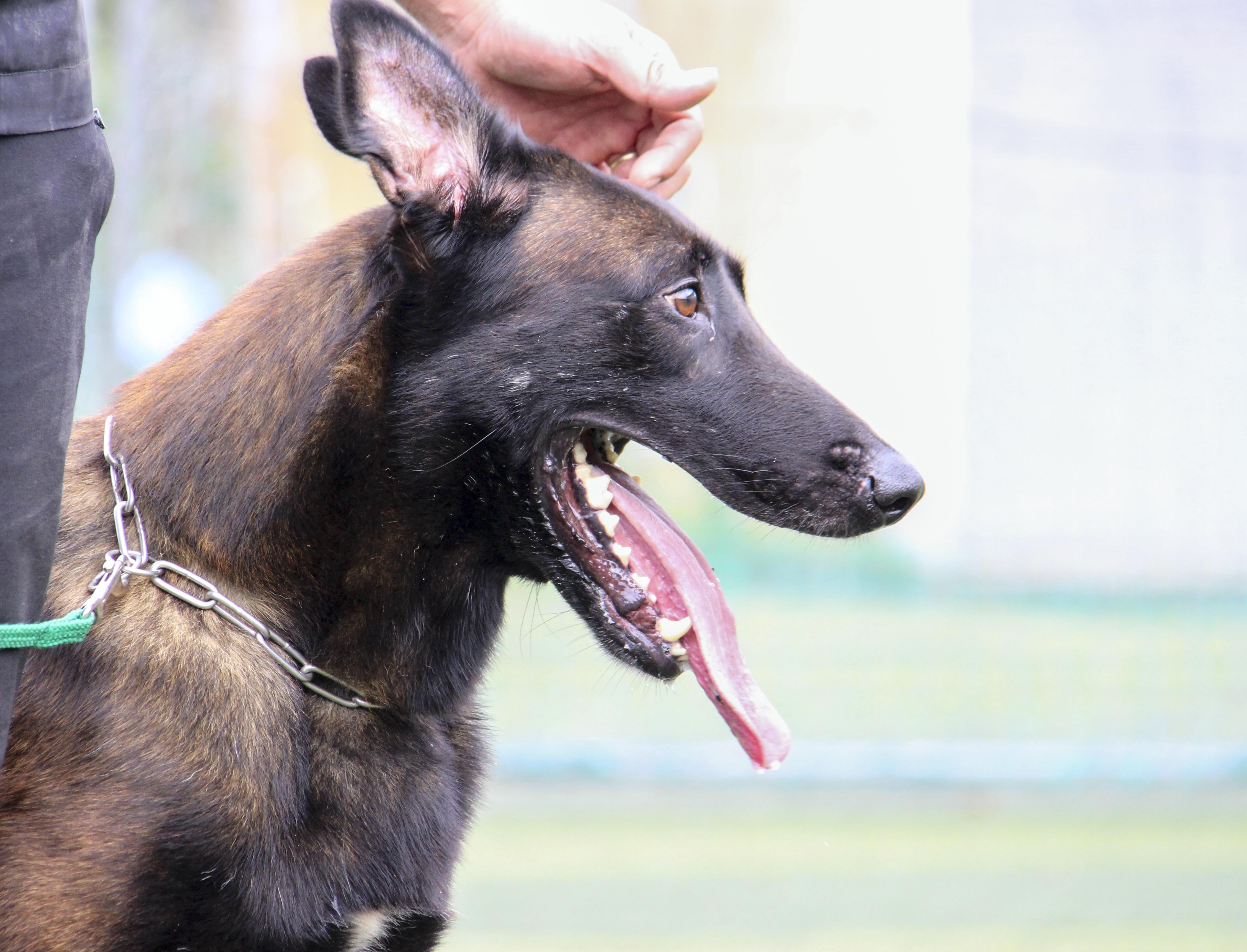 trại chó bảo vệ của võ sư karatedo  ảnh 11 trai cho bao ve cua vo su karatedo anh 11