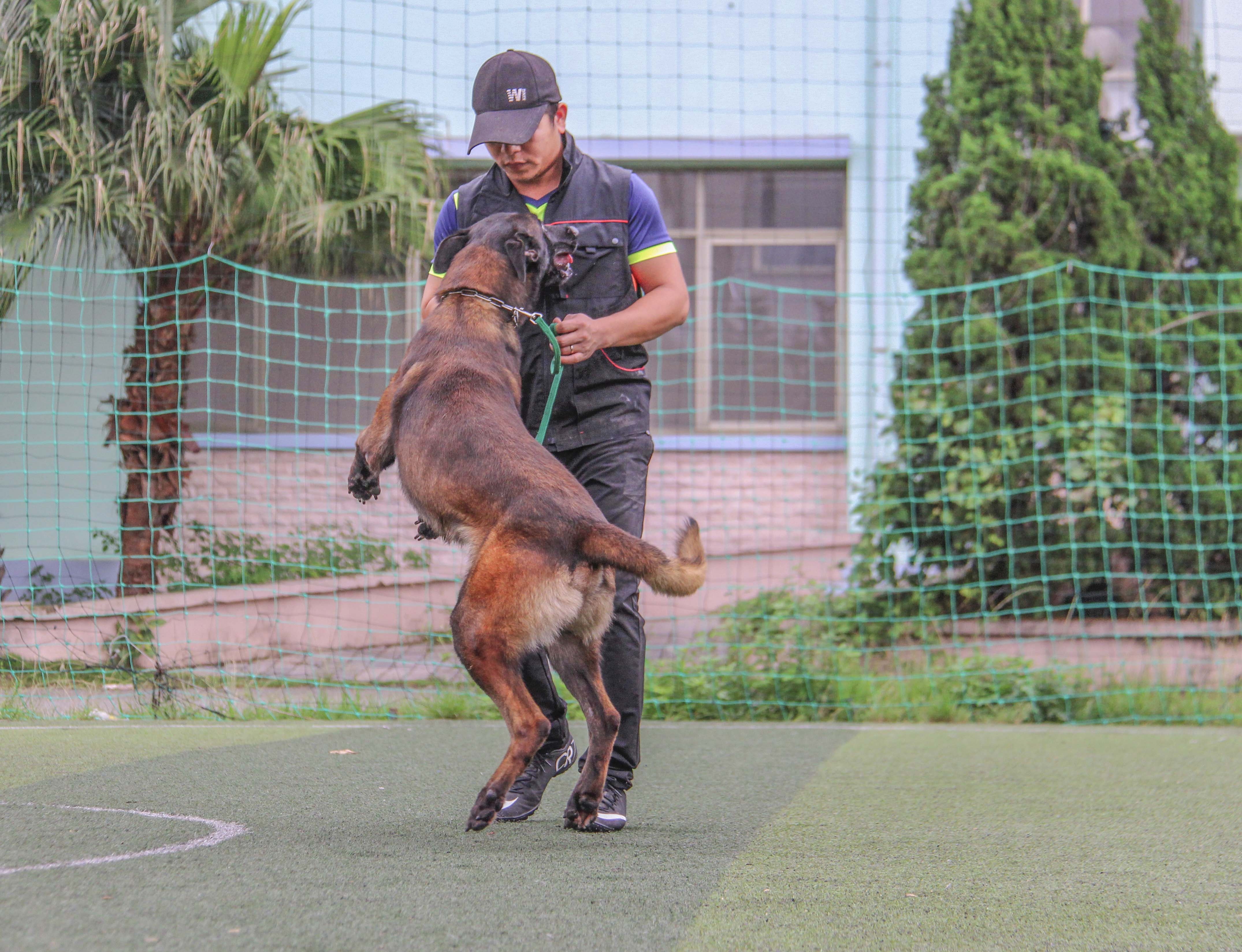 trại chó bảo vệ của võ sư karatedo  ảnh 7 trai cho bao ve cua vo su karatedo anh 7