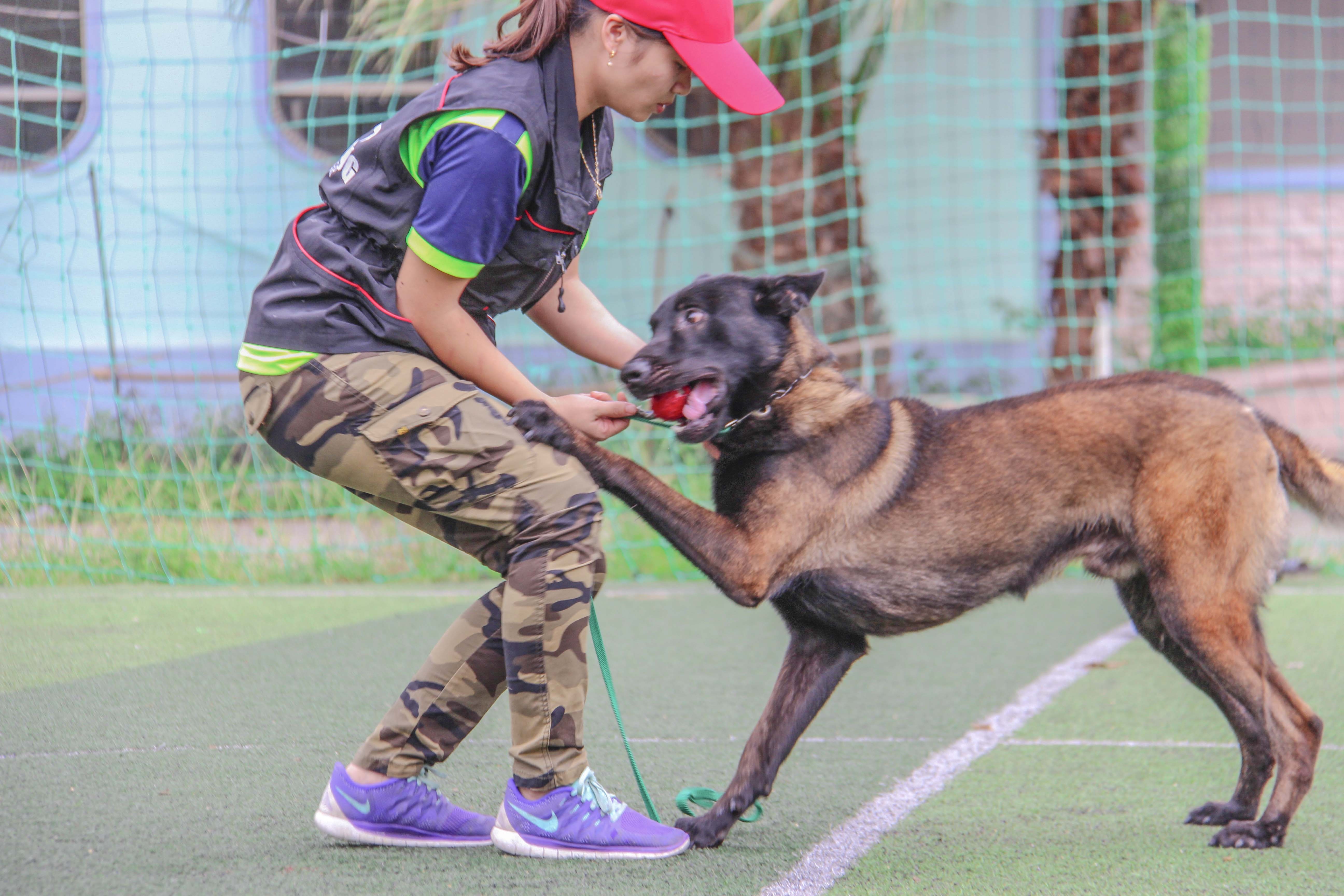 trại chó bảo vệ của võ sư karatedo  ảnh 2 trai cho bao ve cua vo su karatedo anh 2