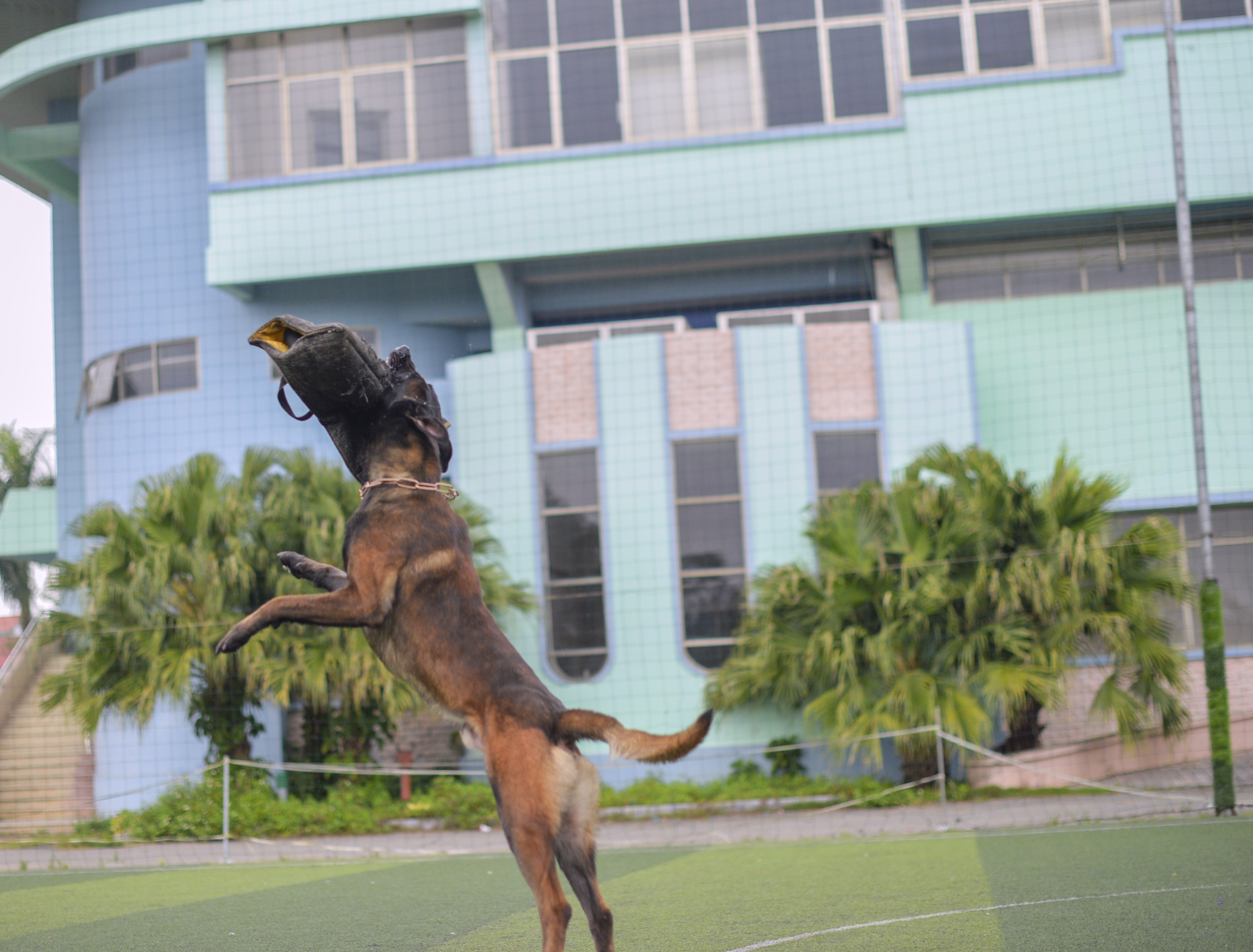 trại chó bảo vệ của võ sư karatedo  ảnh 6 trai cho bao ve cua vo su karatedo anh 6