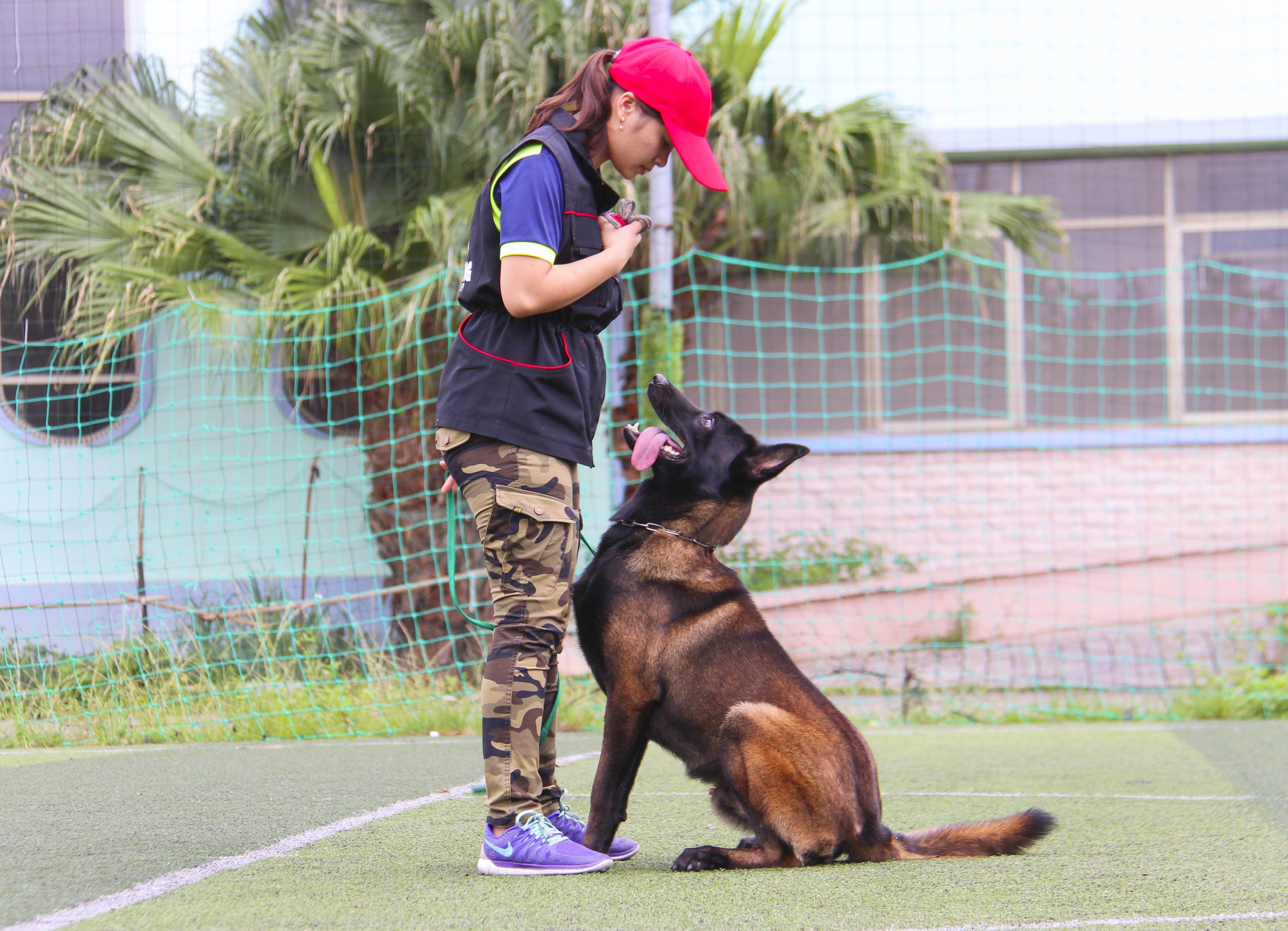 trại chó bảo vệ của võ sư karatedo  ảnh 12 trai cho bao ve cua vo su karatedo anh 12