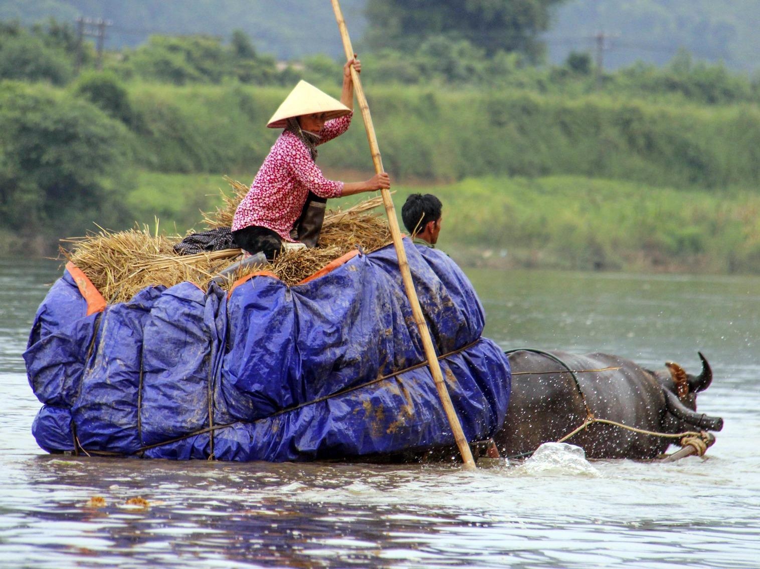 Dan trau keo xe cho lua tu che nuom nuop boi qua song hinh anh