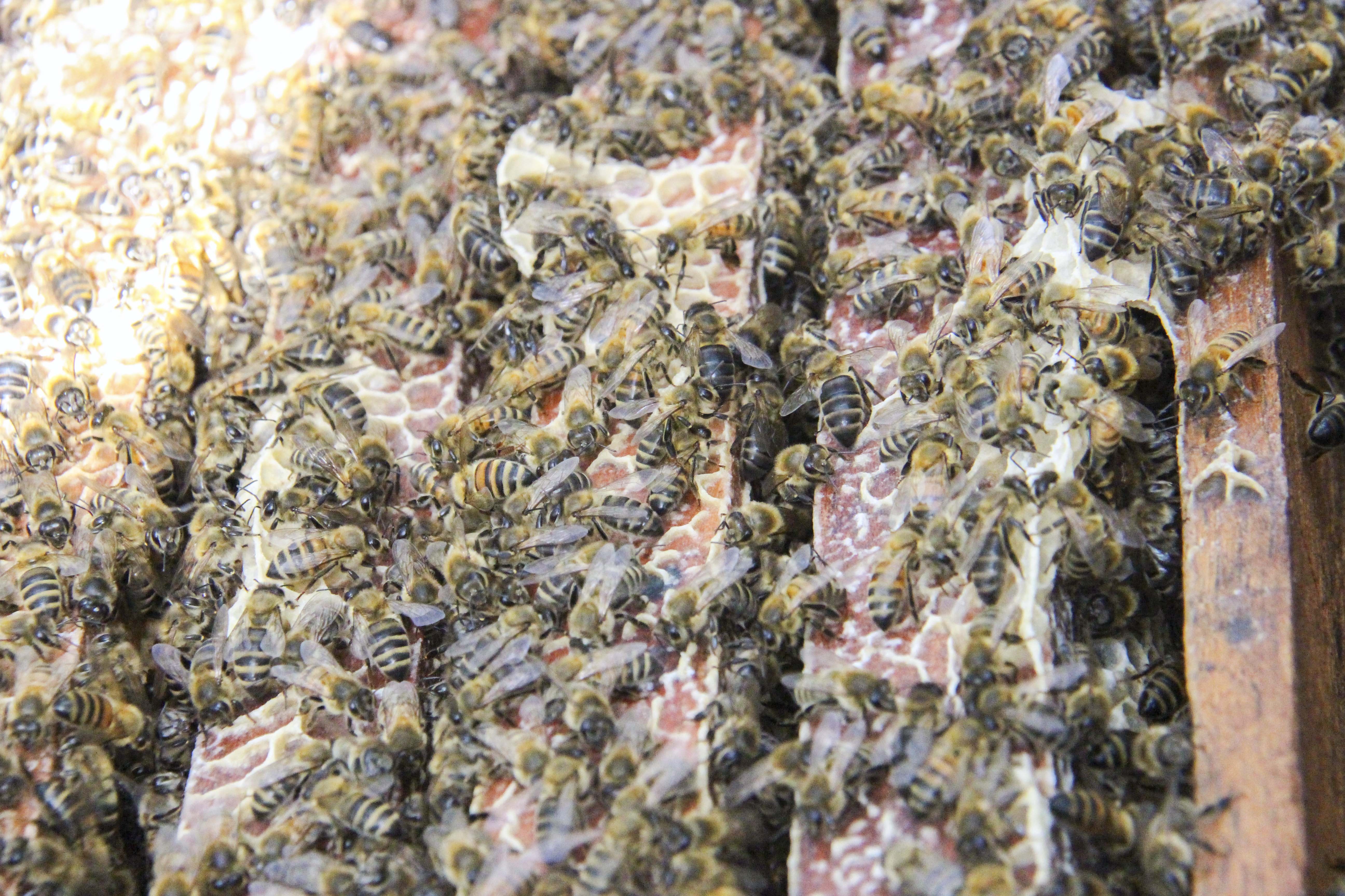 nuoi ong du muc anh 3