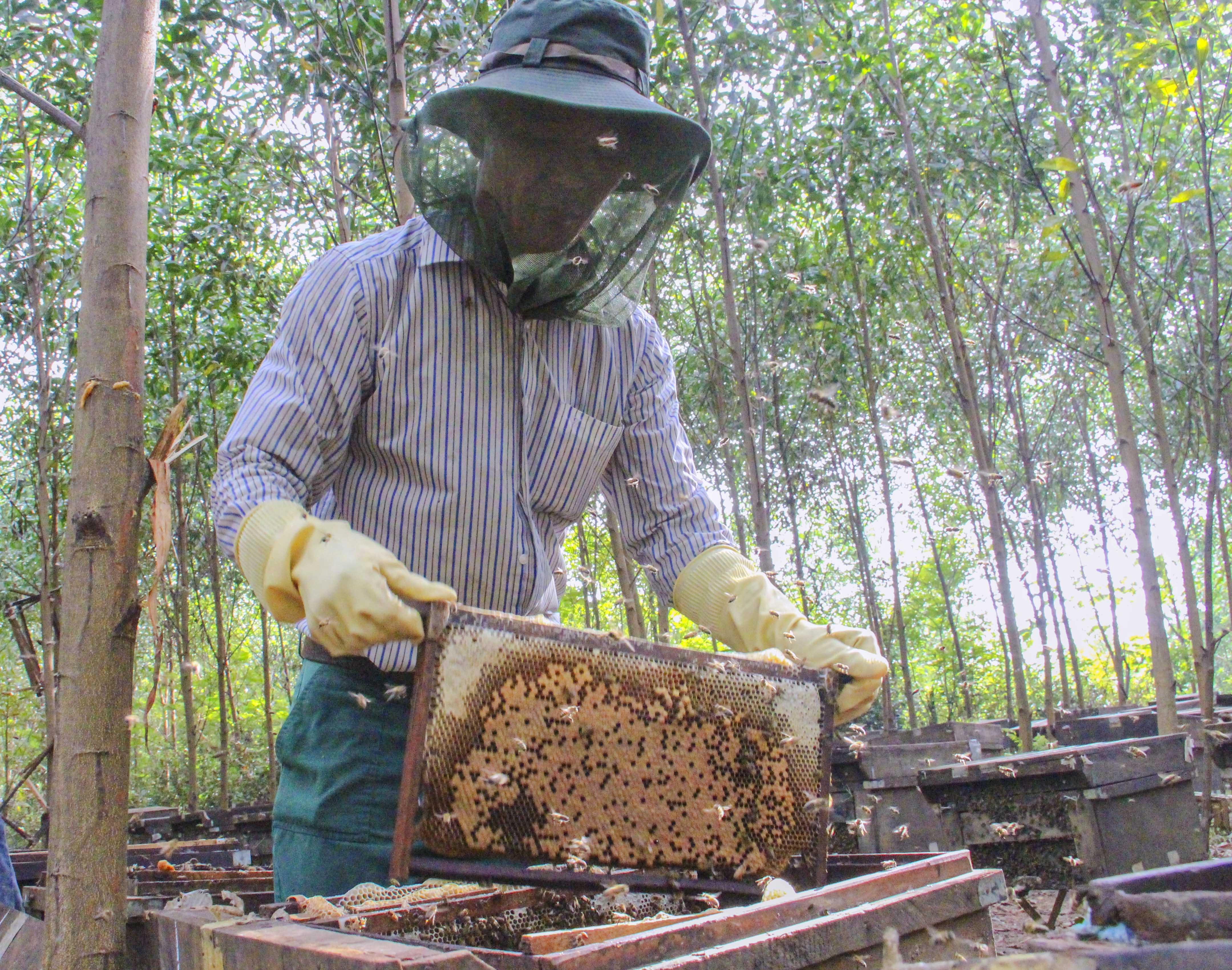 Chap nhan rui ro, thu lai hang tram trieu voi nghe nuoi ong di cu hinh anh