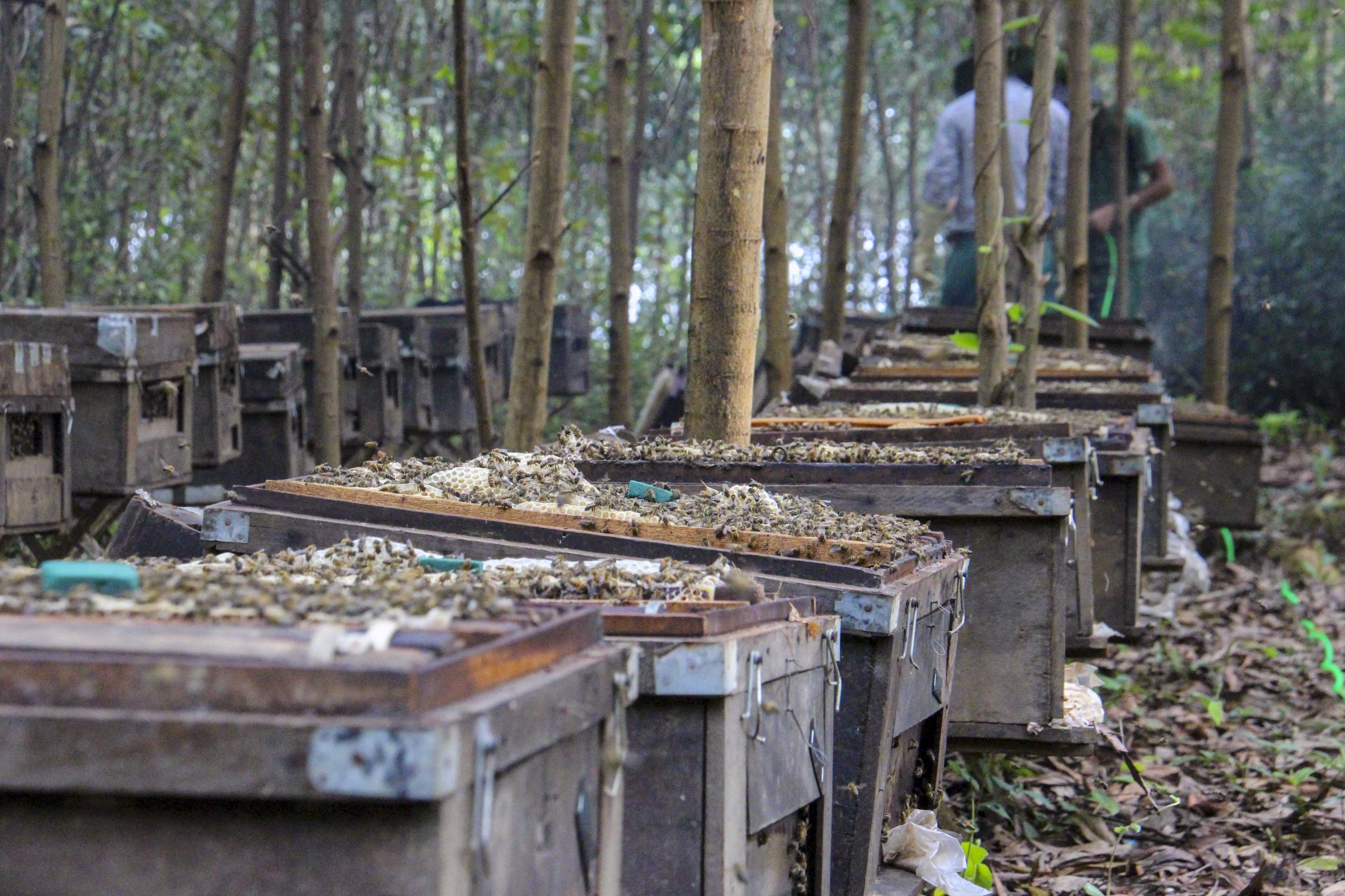 nuoi ong du muc anh 1