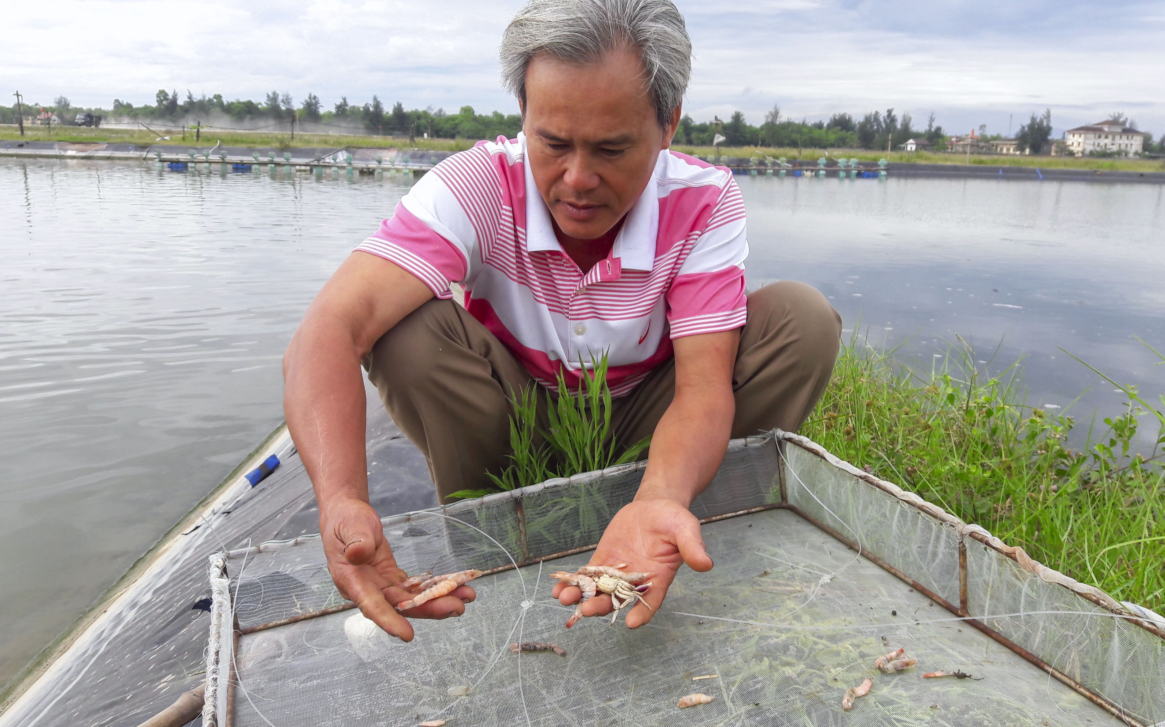 tôm chết hàng loạt ảnh 1 tom chet hang loat anh 1