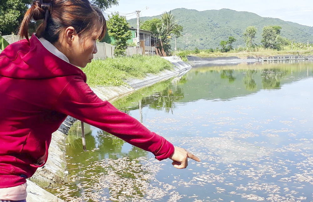 Tôm chết bất thường nghi bị đầu độc ảnh 1 Tom chet bat thuong nghi bi dau doc anh 1