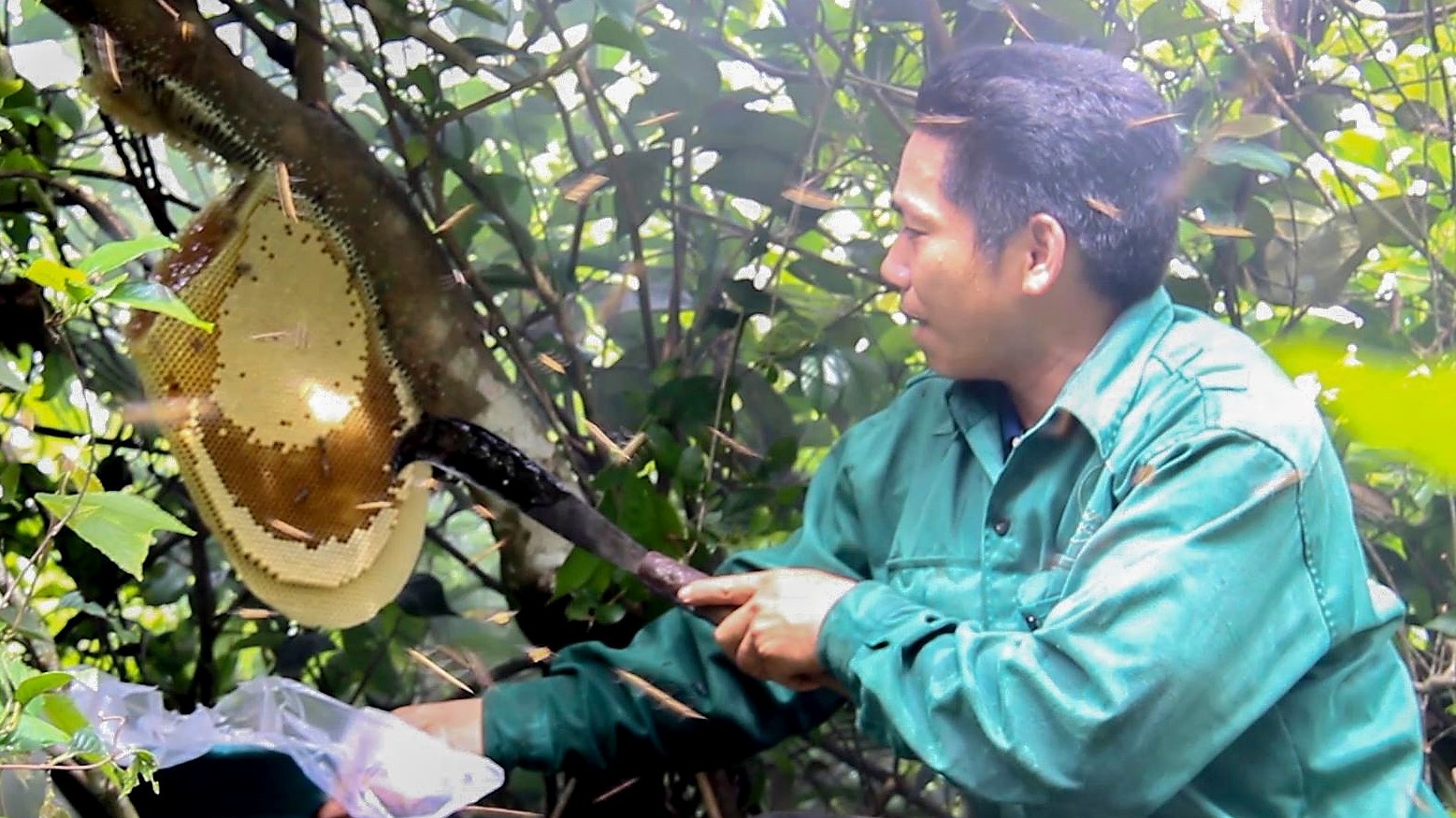 Theo chan nguoi dan vao rung dot duoc xua ong de lay mat hinh anh