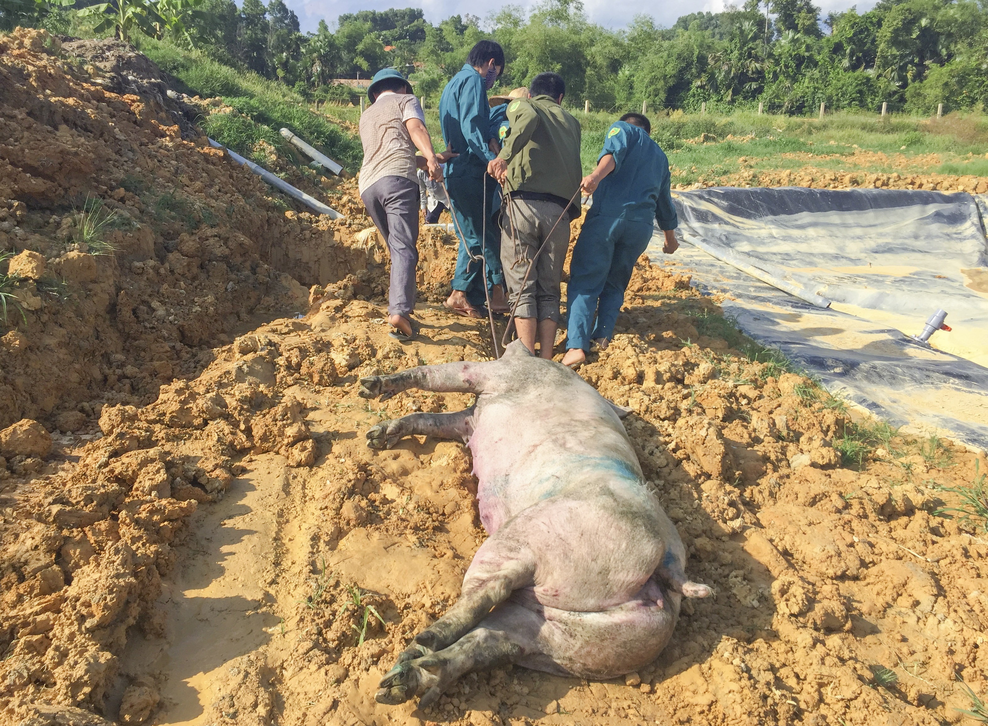 Phat hien o benh lo mom, long mong trong lo mo hinh anh