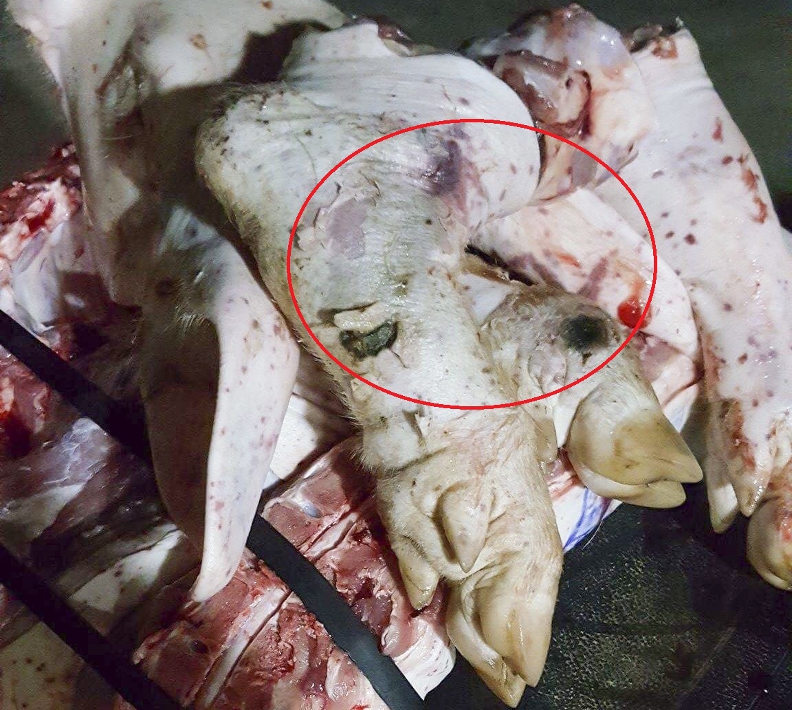 lo mom long mong anh 2