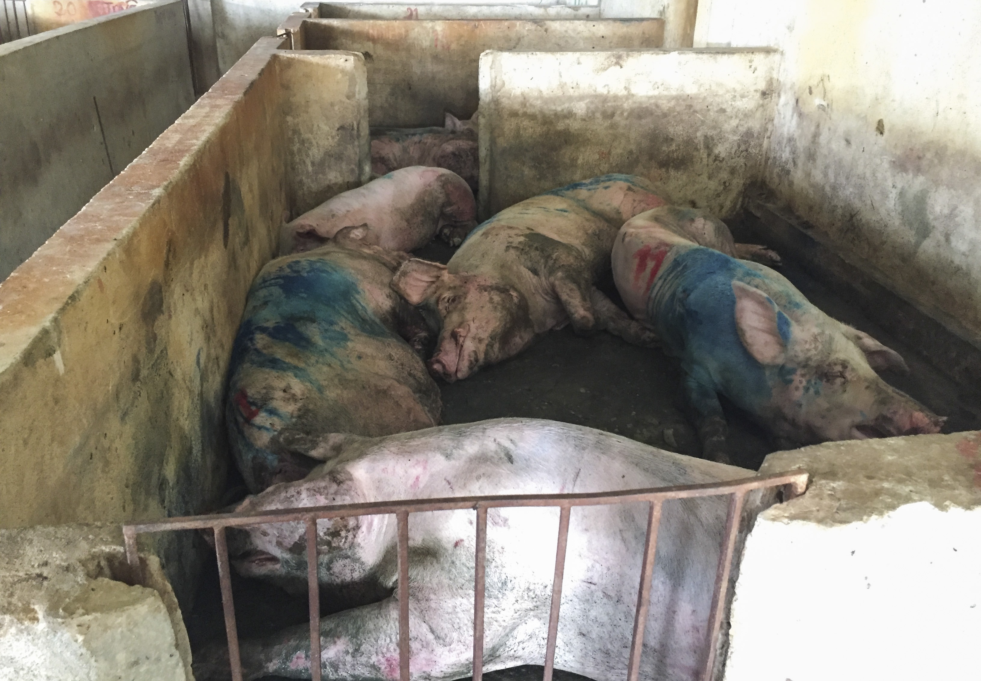 Dan to can bo thu y de lon benh tuon ra thi truong? hinh anh