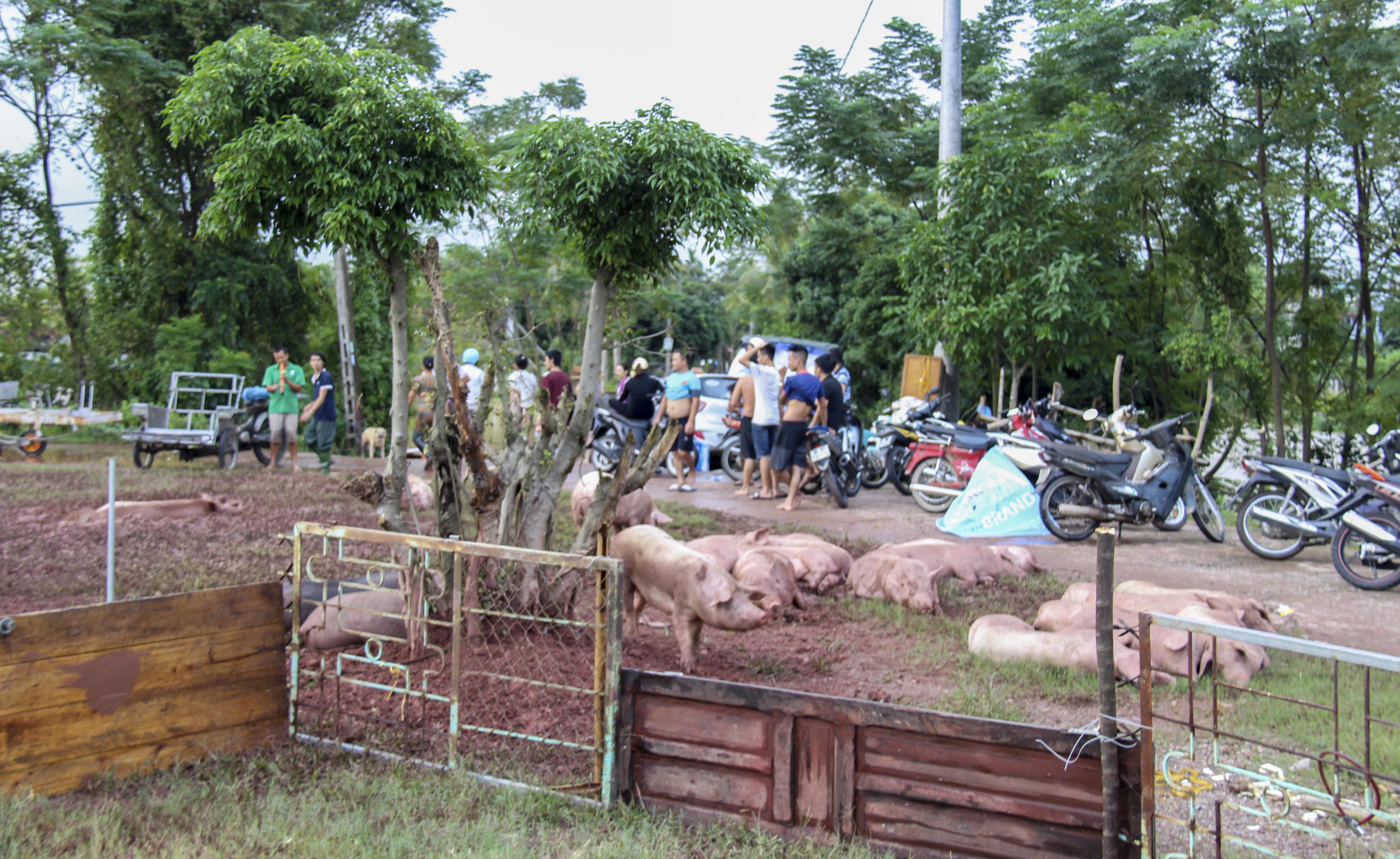 di dan tranh lu song Ma anh 14