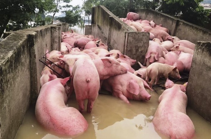 Dan lon gan 6.000 con duoi dan trong nuoc lu hinh anh