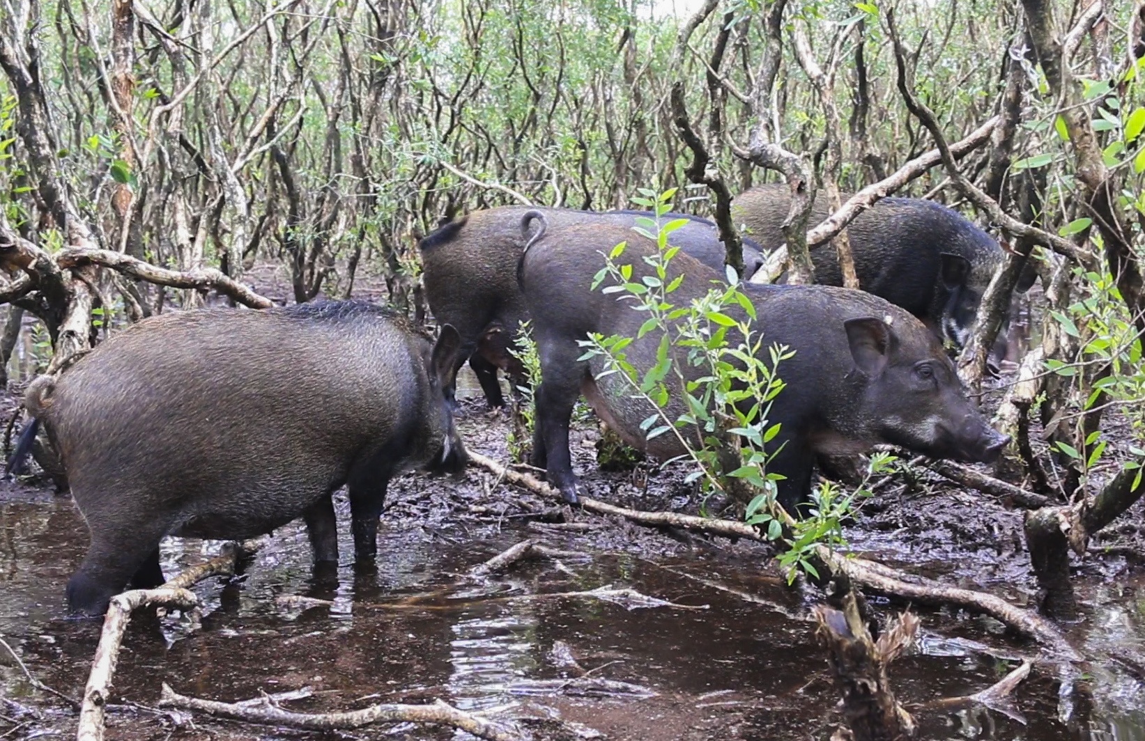Dan lon rung 100 con tien ty giua vung 'dam lay sa mac cat' hinh anh